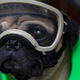 Harley, a therapy dog who provides emotional support for healthcare workers in Mexico City, wearing a diving type half mask for dogs in a photo taken in September 2020.